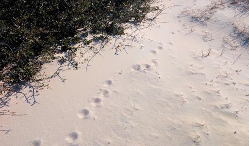 Wildlife Roaming Around