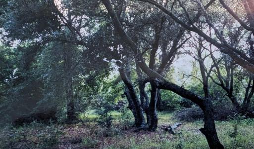 Photo #1 of 2006 Sea Gull Road, Corolla, NC
