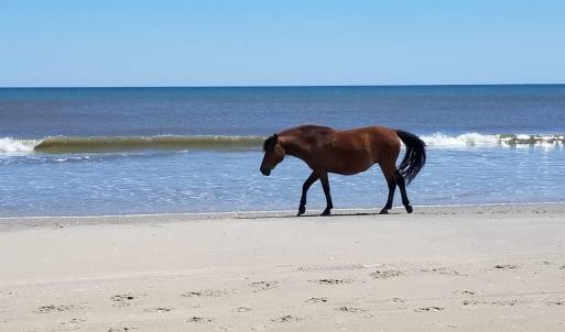 Photo #15 of 1639 Ocean Pearl Road, Corolla, NC