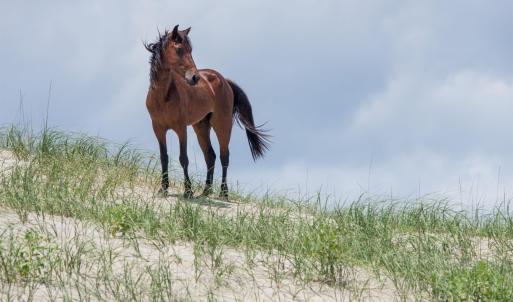 Photo #11 of 2170 Sandfiddler Road, Corolla, NC 0.3 acres