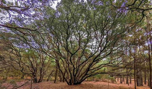 Photo #9 of 2386 Carova Road, Corolla, NC 0.3 acres