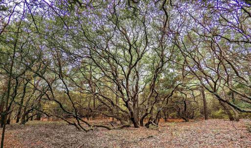 Photo #6 of 2386 Carova Road, Corolla, NC 0.3 acres