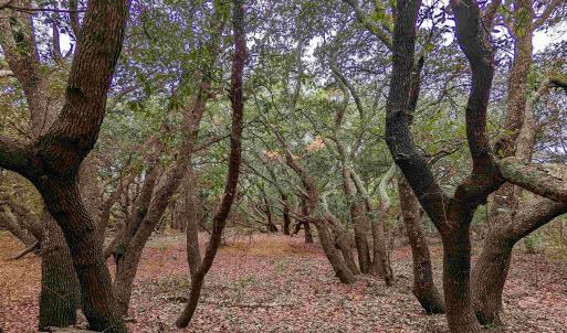 Photo #11 of 2386 Carova Road, Corolla, NC 0.3 acres