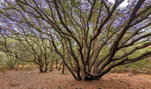 Photo #10 of 2386 Carova Road, Corolla, NC 0.3 acres