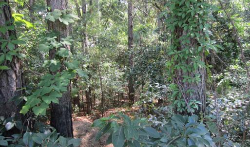Photo #9 of 134 Goose Feather Lane, Southern Shores, NC 0.5 acres