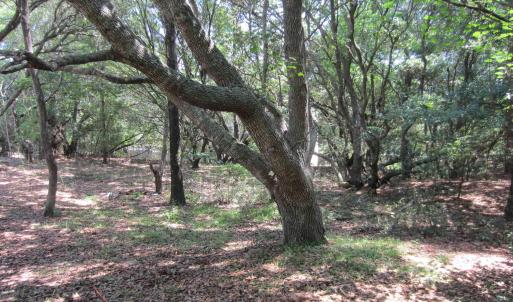 Photo #15 of 134 Goose Feather Lane, Southern Shores, NC 0.5 acres