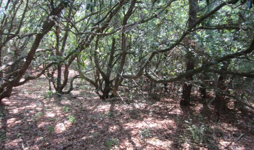 Photo #6 of 134 Goose Feather Lane, Southern Shores, NC 0.5 acres