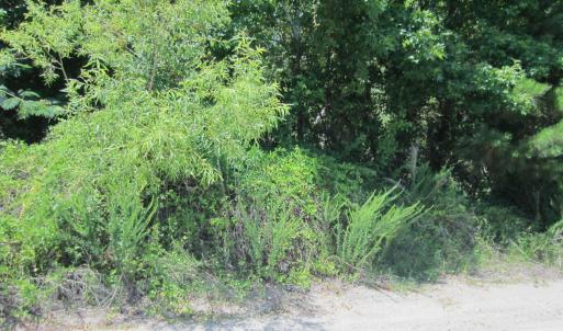 Photo #11 of 7167 Caratoke Highway, Jarvisburg, NC 1.5 acres