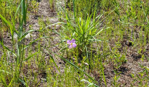 Photo #3 of 2366 Swan Island Road, Corolla, NC 0.3 acres