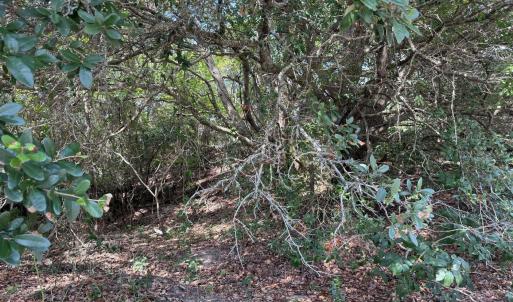 Wooded Lot