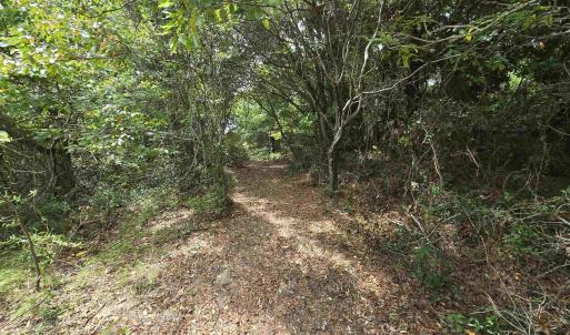 Photo #13 of 31 North Dune Loop, Southern Shores, NC 0.4 acres