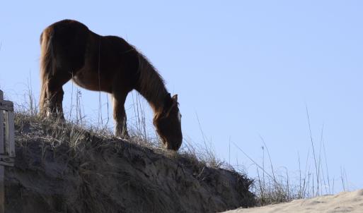 Photo #35 of 2301 Sandfiddler Road, Corolla, NC 0.8 acres