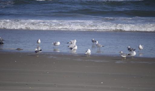 Photo #42 of 2301 Sandfiddler Road, Corolla, NC 0.8 acres