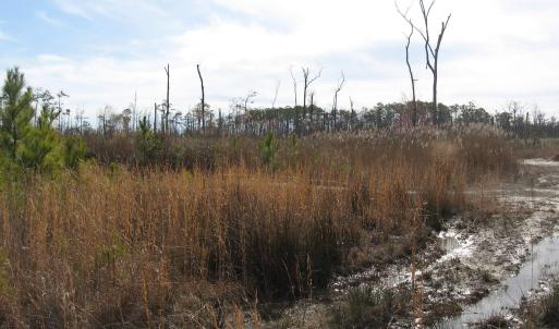 Photo #15 of 4161 Caratoke Highway, Barco, NC 92.4 acres