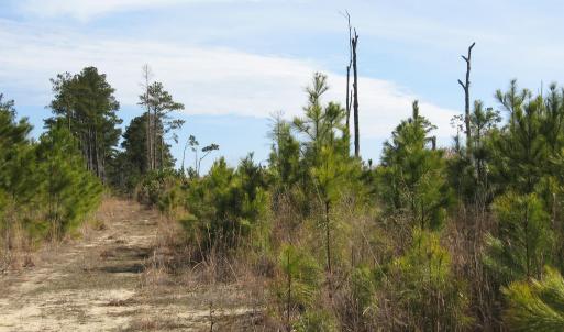 Photo #14 of 4161 Caratoke Highway, Barco, NC 92.4 acres