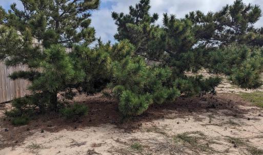 Vegetation to the south