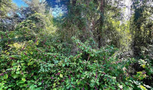 Photo #3 of 50265 Timber Trail, Frisco, NC 0.2 acres