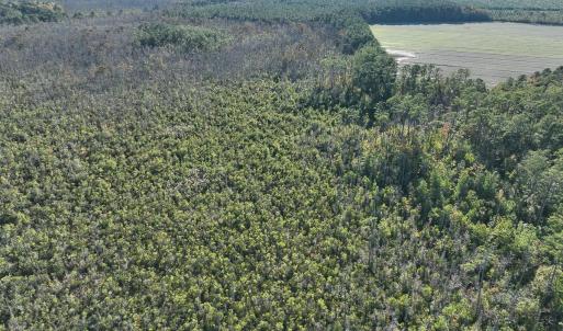 Photo #9 of Old NC 64, Columbia, NC