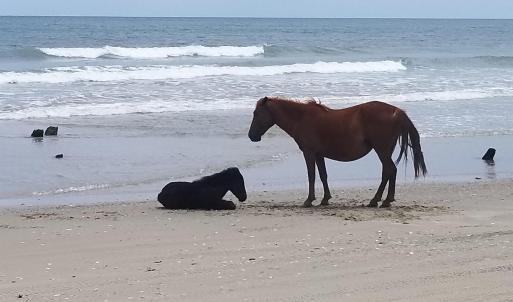 Photo #11 of 2312 False Cape Road, Corolla, NC