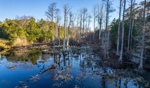 Natural Ponds
