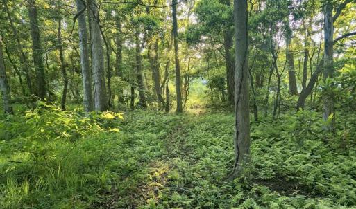 Beautiful Mature Foliage