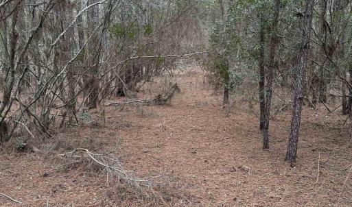 Photo #2 of 12 Sessoms Drive, Scranton, NC 8.5 acres