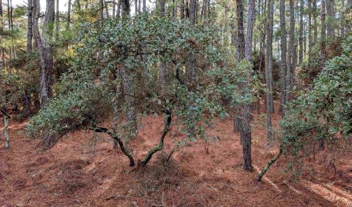 Photo #9 of 2368 Swan Island Road, Corolla, NC 0.3 acres