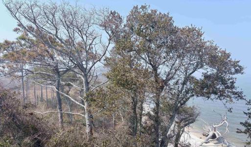 Photo #1 of Cahoon Road, Manns Harbor, NC 9.6 acres