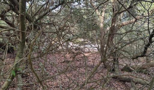Photo #19 of 2356 Sandpiper Road, Corolla, NC 0.3 acres