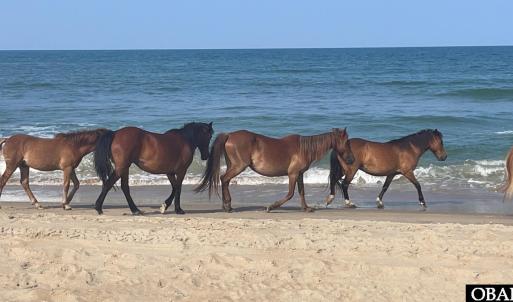 Photo #27 of 2356 Sandpiper Road, Corolla, NC 0.3 acres