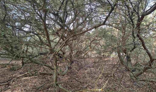 Photo #20 of 2356 Sandpiper Road, Corolla, NC 0.3 acres