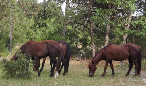 Photo #16 of 2021 Sea Gull Road, Corolla, NC 0.3 acres