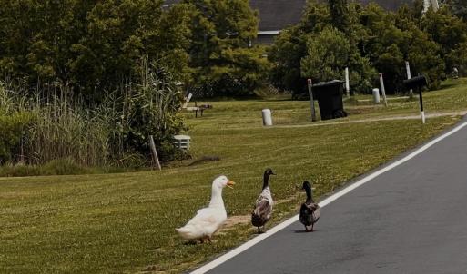 Photo #12 of Bayview Drive, Stumpy Point, NC 0.3 acres