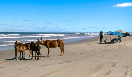 Corolla Wild Horses enjoying a day at the beach