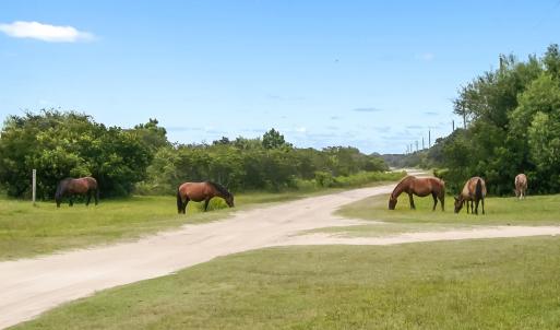 Corolla Wild Horses grazing