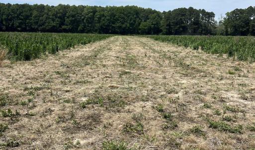 Photo #1 of TBD Highway 343, Camden, NC 10.0 acres