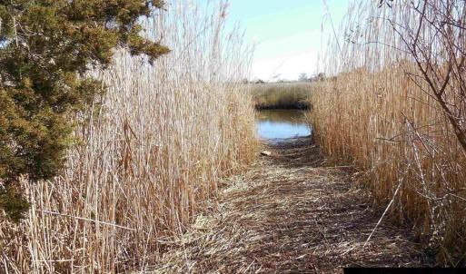 Kayak Access at End of Road