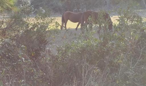 Photo #5 of 2236 Sandpiper Road, Corolla, NC