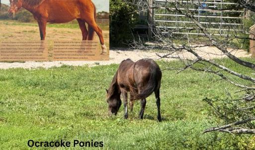 Photo #7 of Jackson Circle, Ocracoke, NC