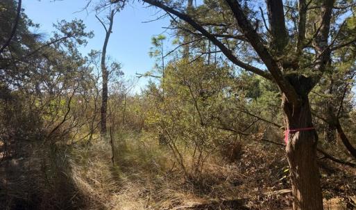 Photo #4 of 78 Beach Road, Ocracoke, NC 0.4 acres