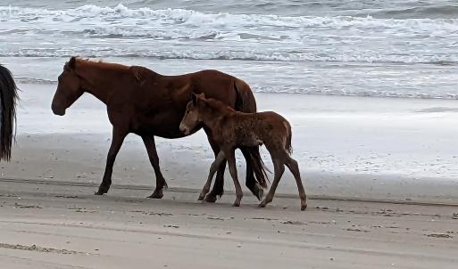 Photo #9 of 2063 Sandfiddler Road, Corolla, NC 0.6 acres