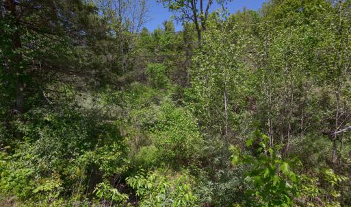 Area around creek