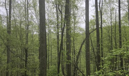 6.94 ac Albemarle
