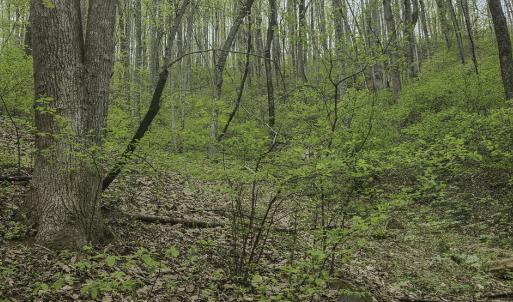 Evans_Albemarle Co-08