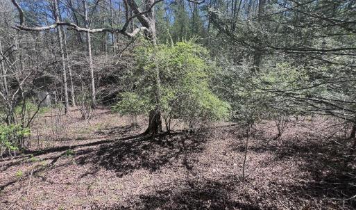 St Clair .75 ac pics - 17