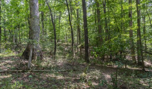 Woods