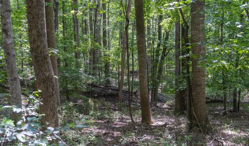Woods