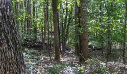 Woods