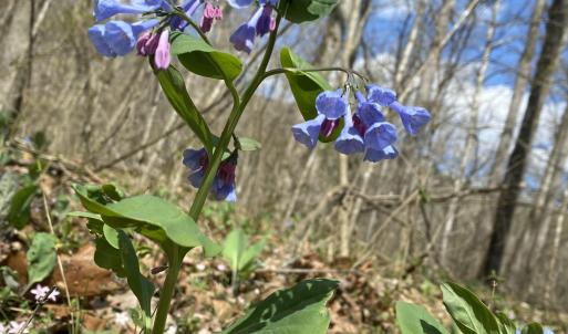 Blue Bells