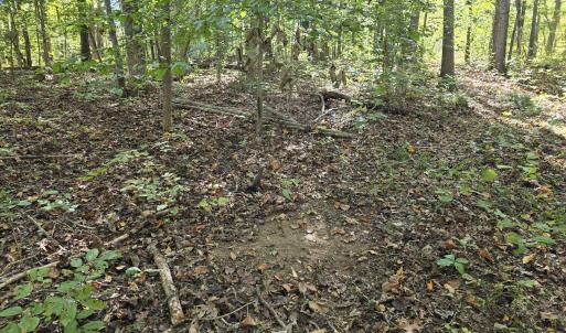 Buck Scrape